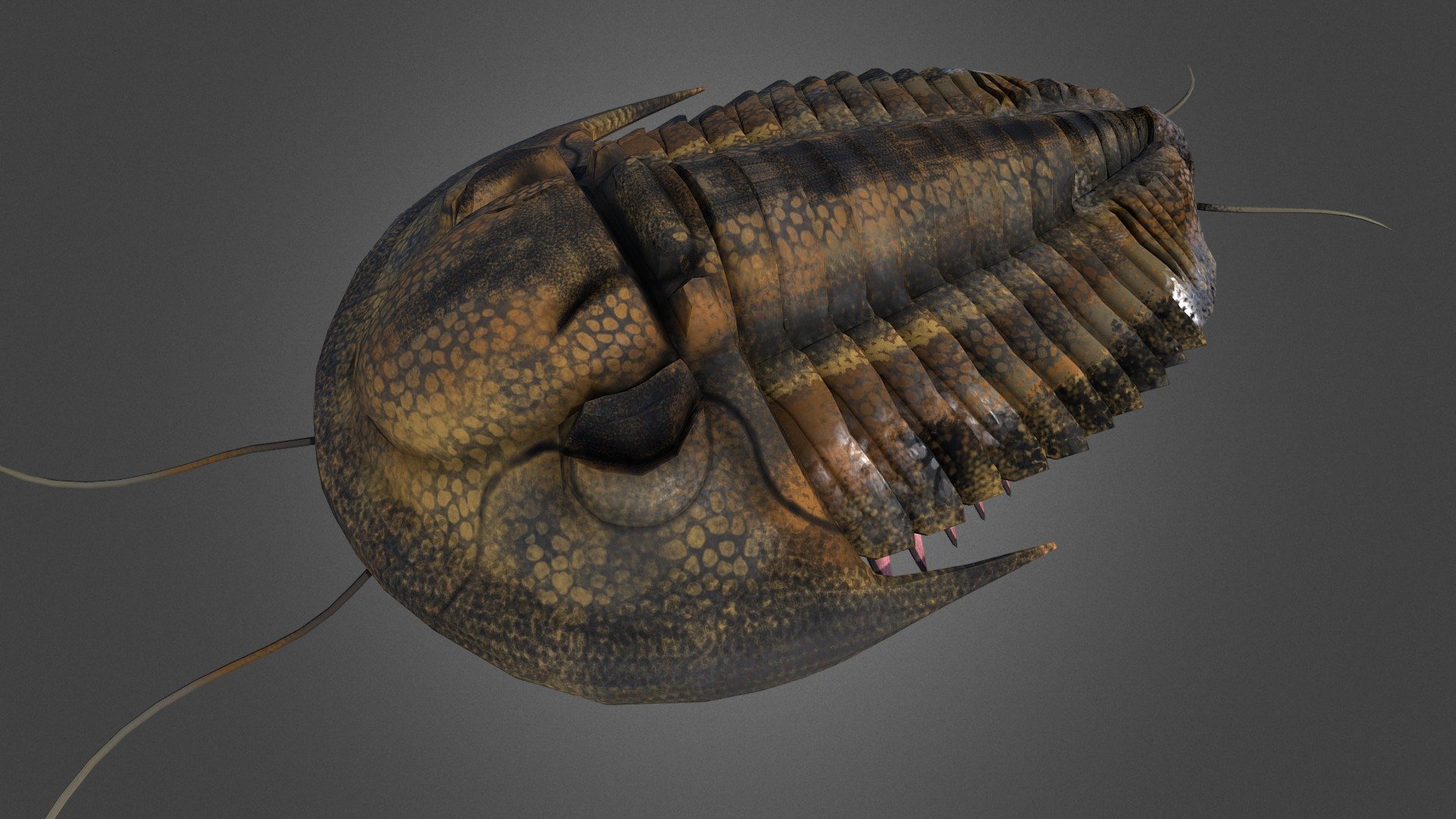 Trilobite Proetida 3d model