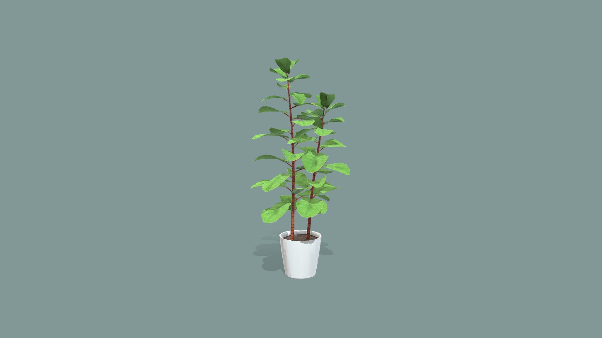 Large Leaves Interior Plant 3d model