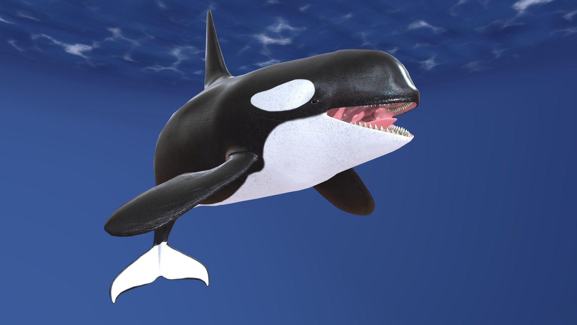 Orca 3d model