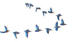 animated flock birds lowpoly art style