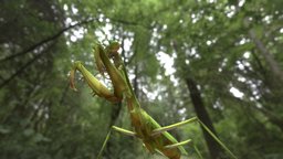 Tenodera sinensis