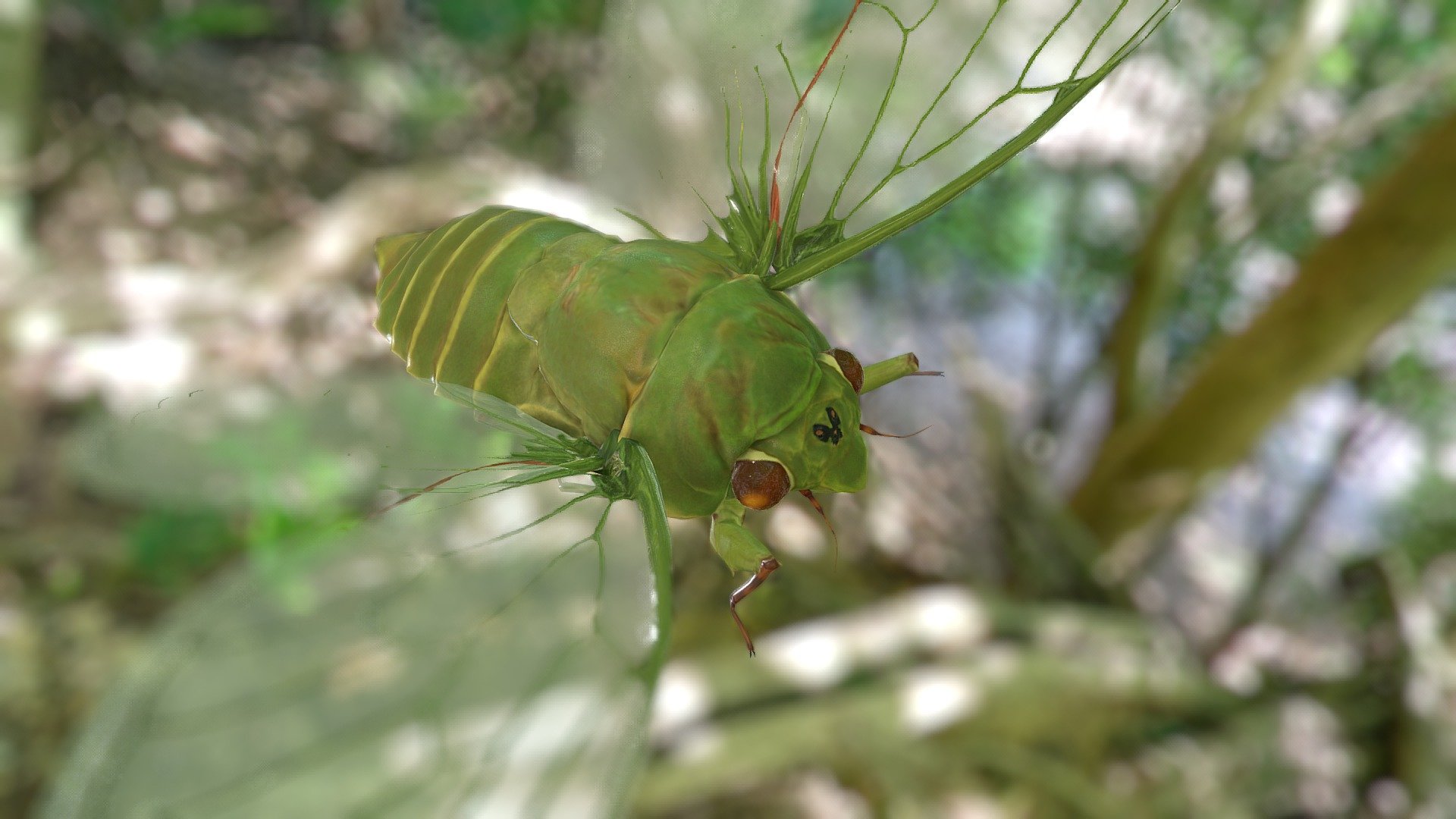 Cyclochila australasiae 3d model