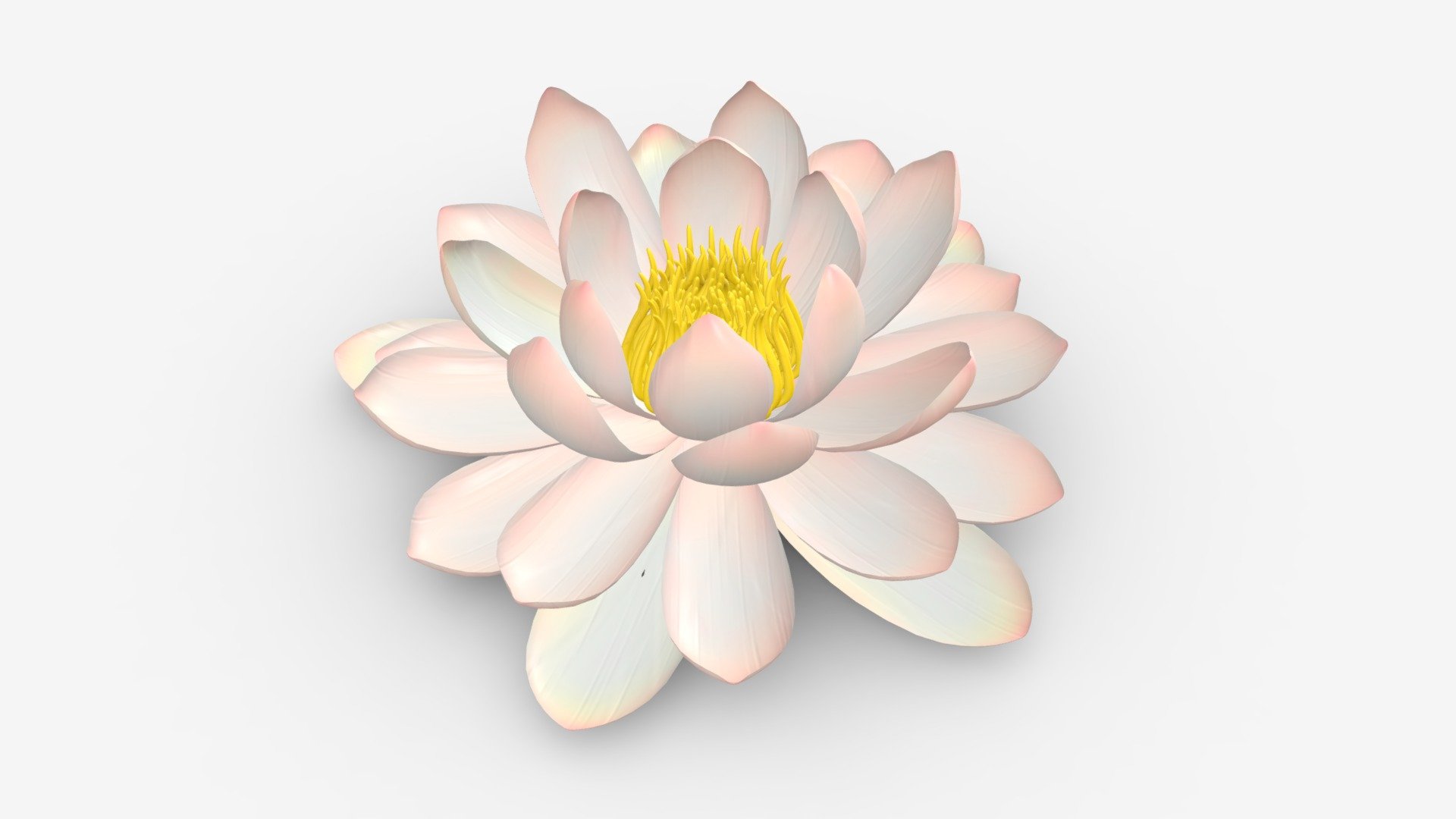 Water lily white flower 3d model