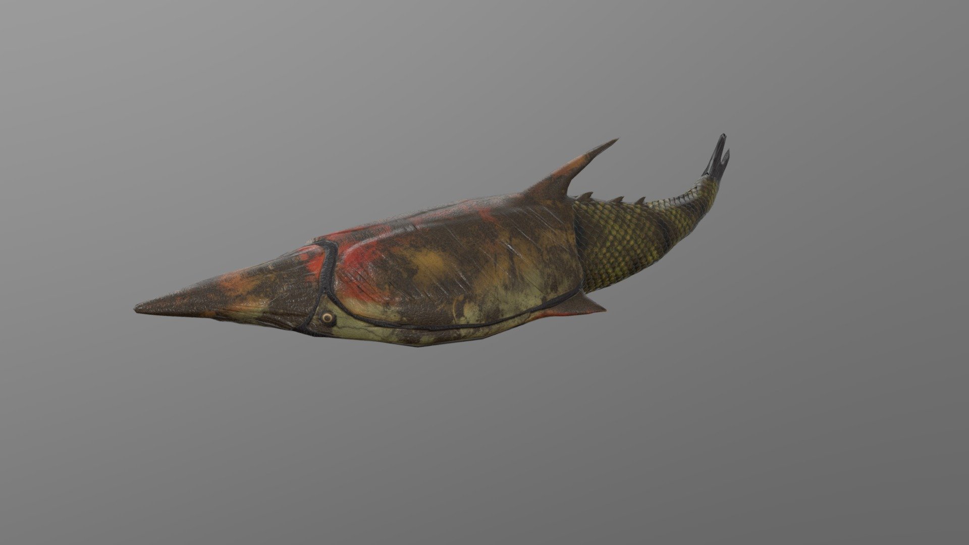 Pteraspis rostrata 3d model