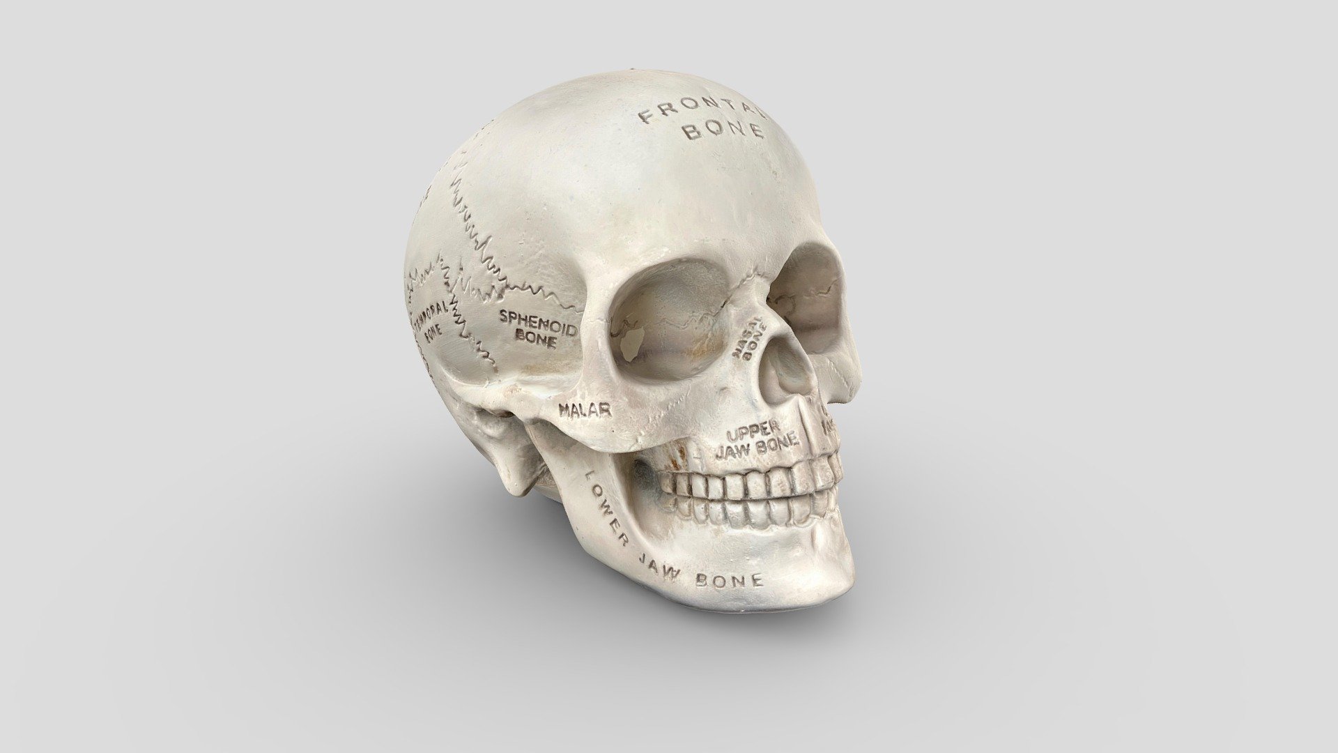 Ceramic Skull 3d model