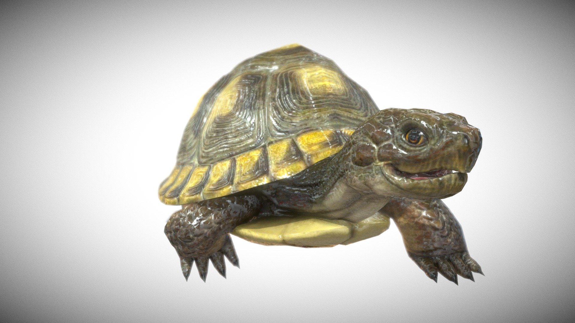 Turtle 3d model