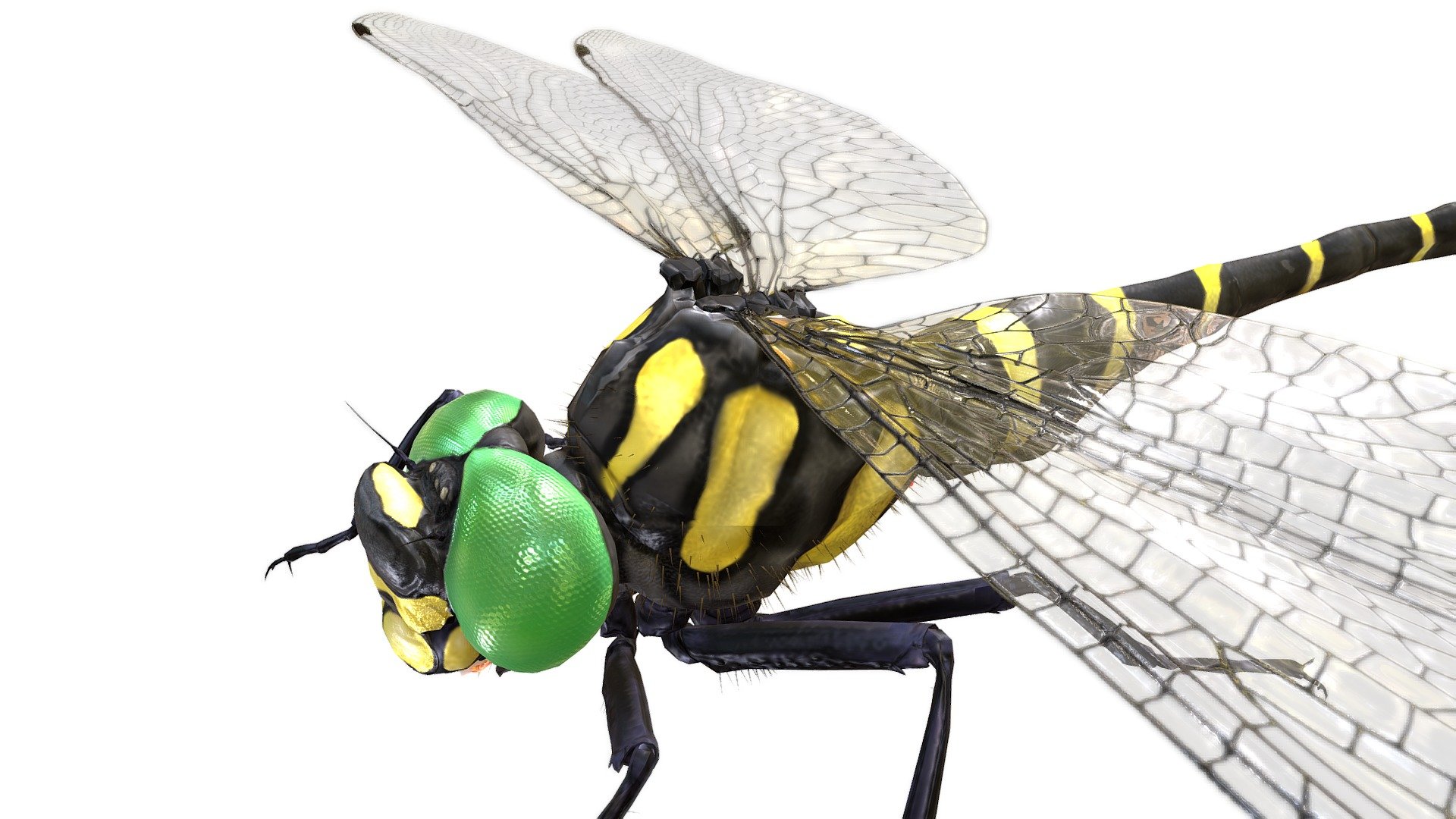 Japanese Dragonfly 3d model