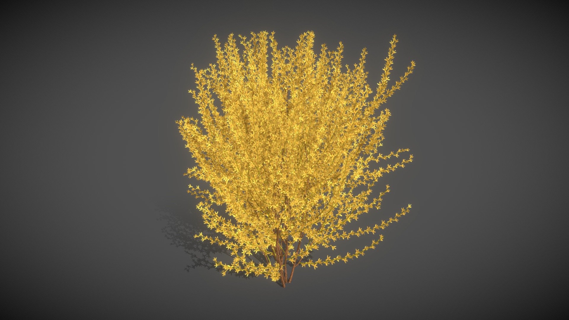 LS12 Forsythia (Forsythia) 3d model