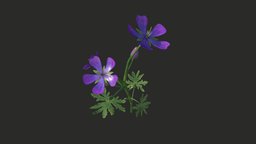 Geranium flower