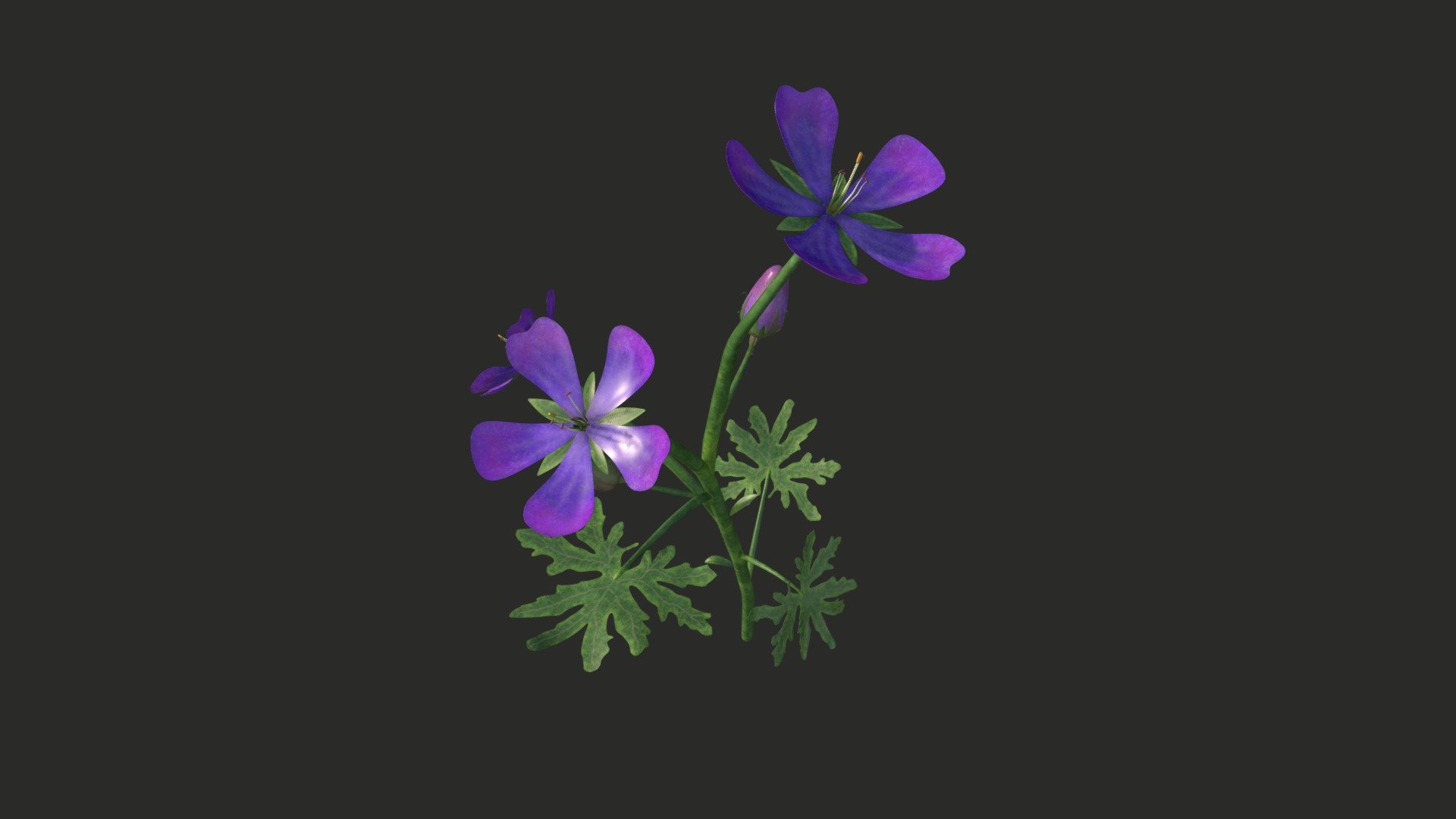 Geranium flower 3d model