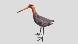 Black-tailed Godwit