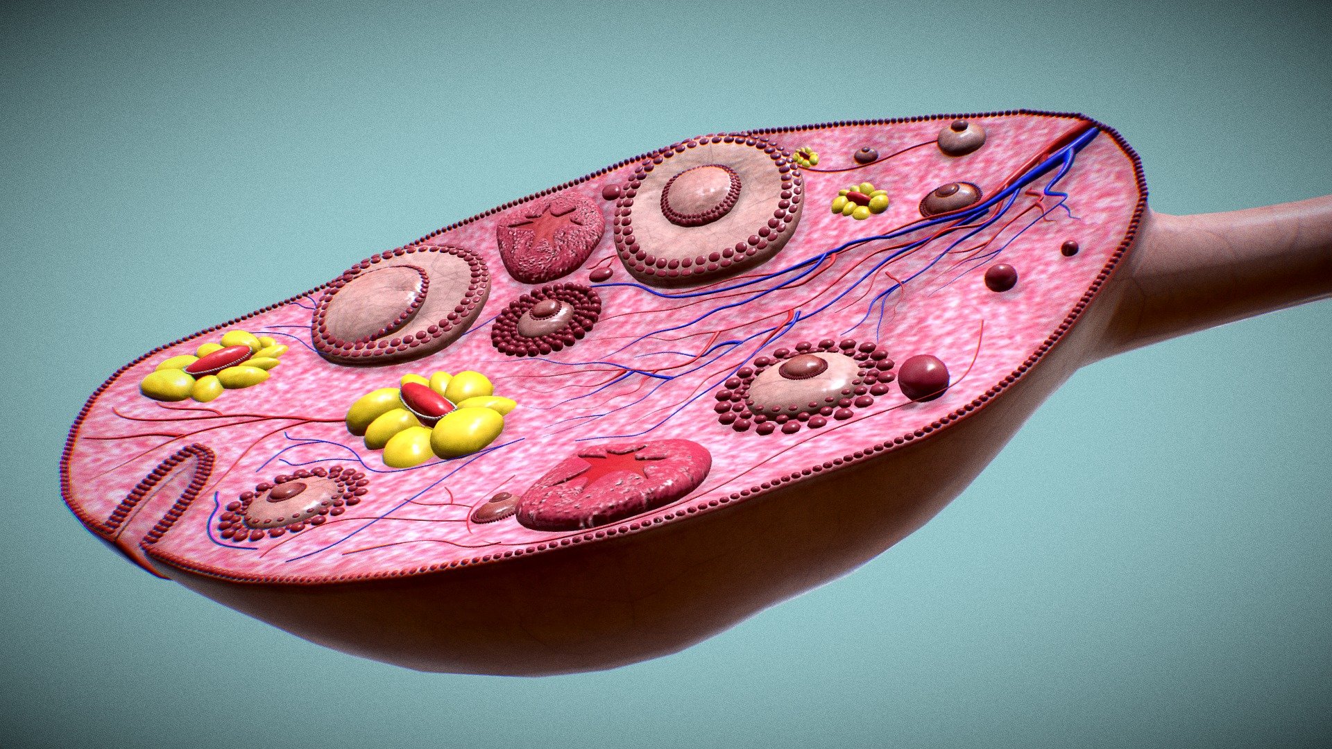 Ovary cross section 3d model