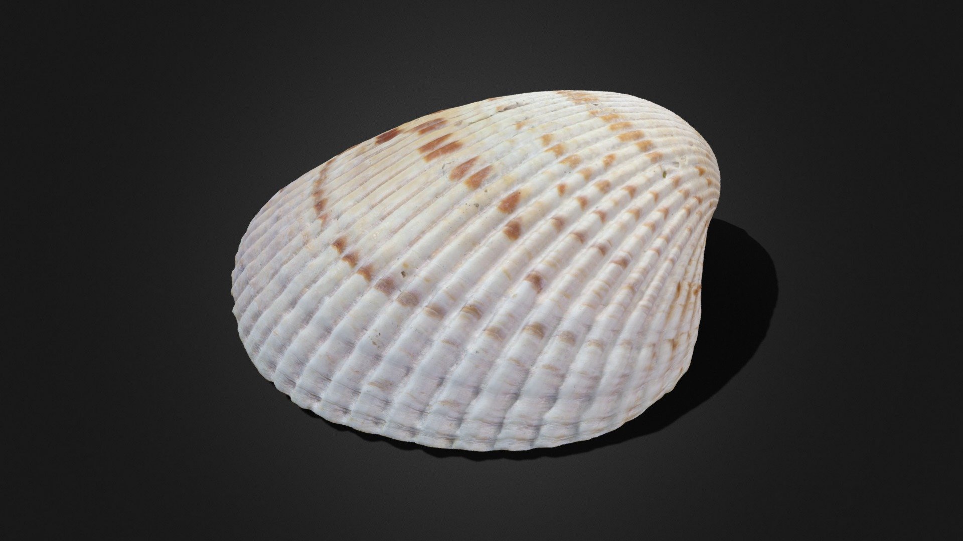 Seashell 3d model