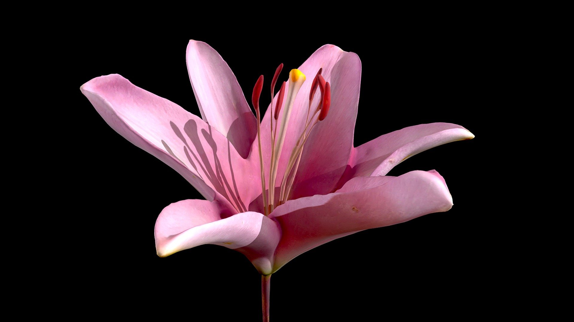 Pink Lily 3d model