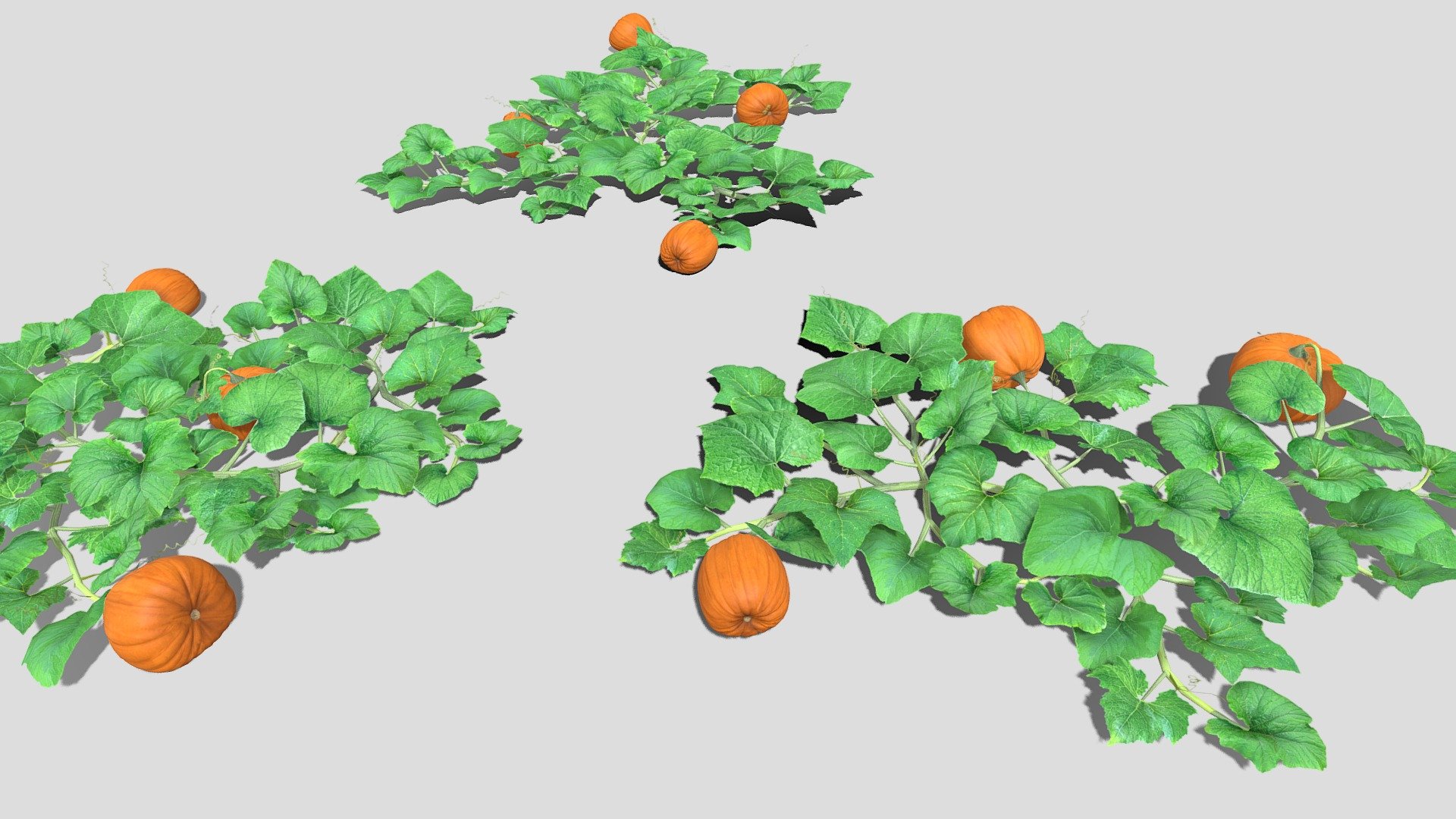 Pumpkin Plantation 3d model