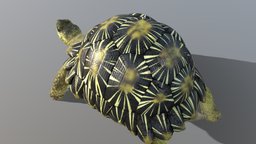 Radiated Tortoise