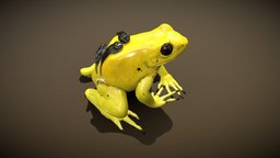 Golden Poison Dart Frog