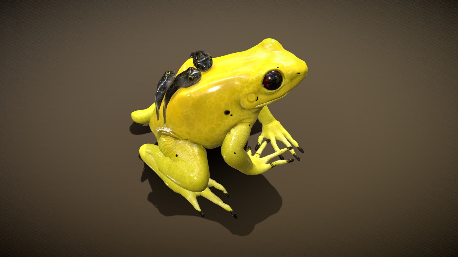 Golden Poison Dart Frog 3d model