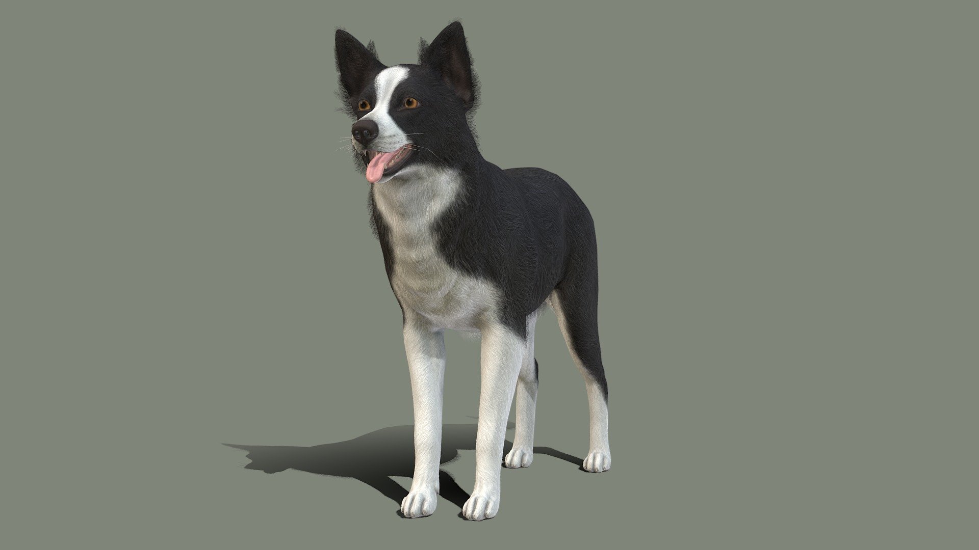 Dog 3d model