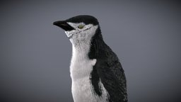 Chinstrap Penguin