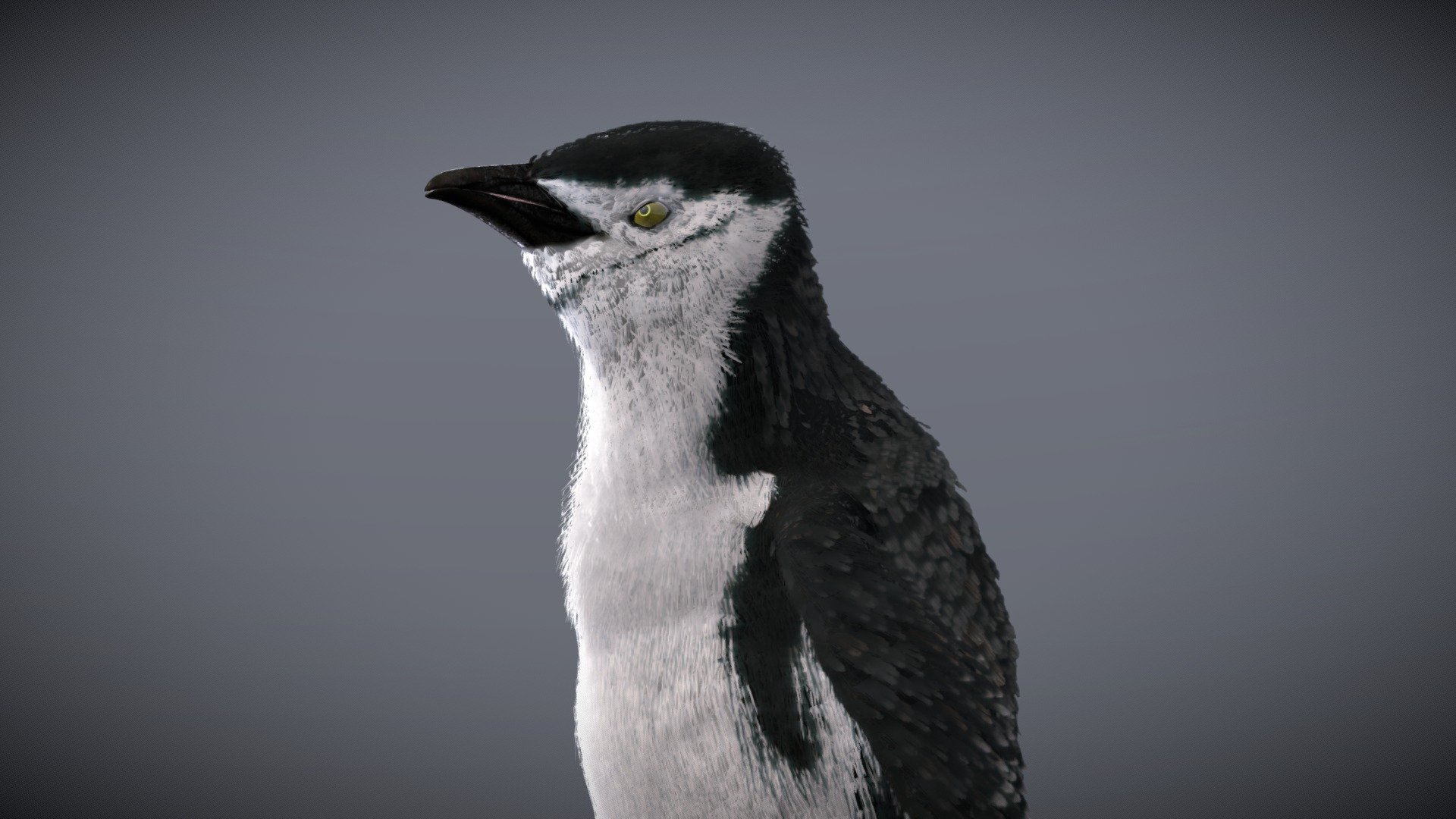 Chinstrap Penguin 3d model