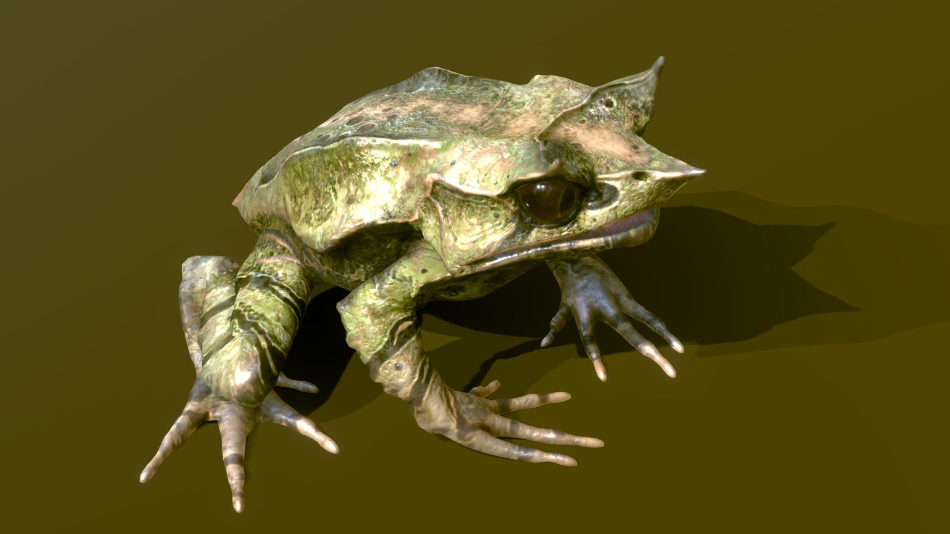 Long-Nosed Horned Frog 3d model