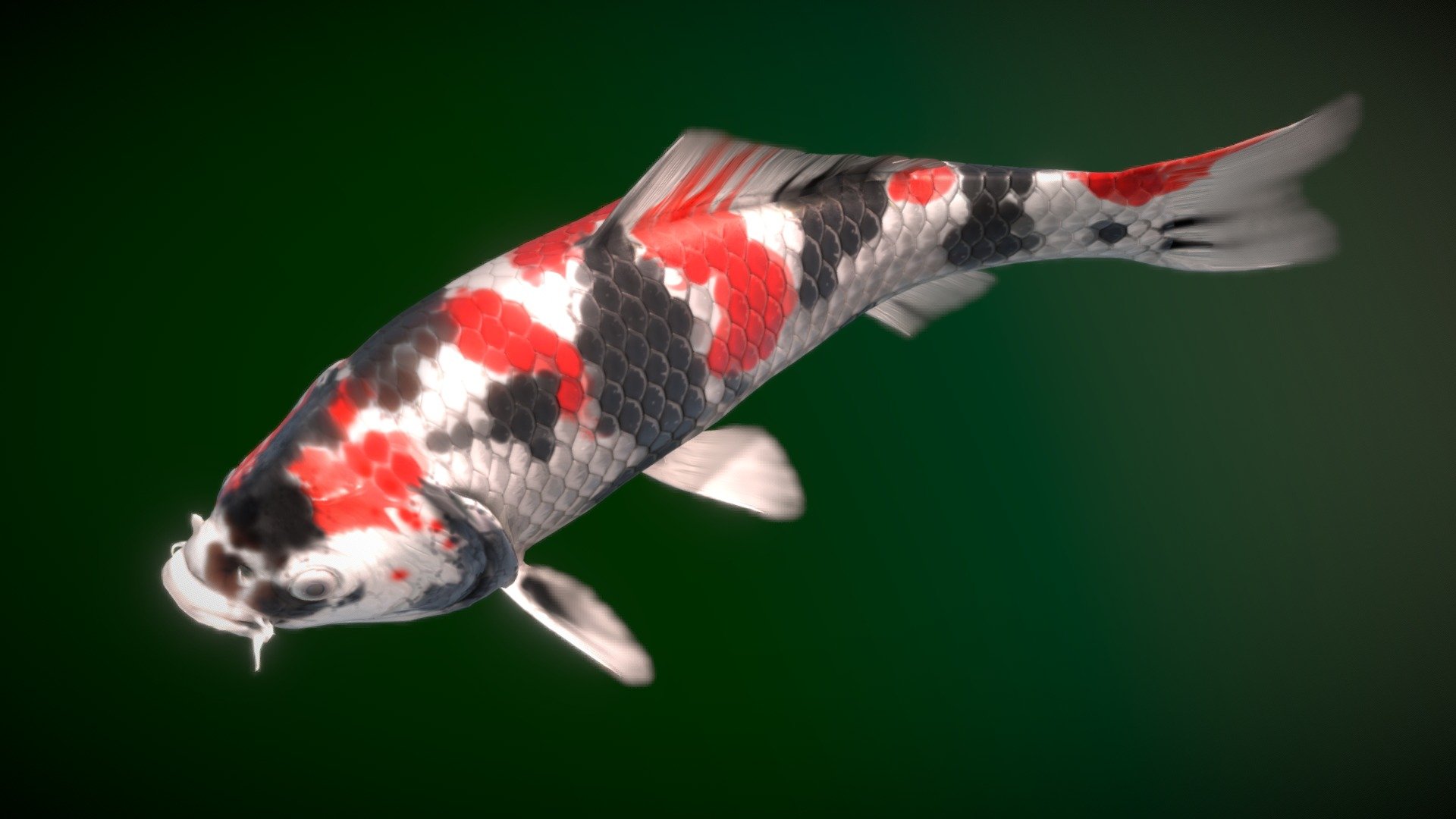 Koi — Showa 3d model