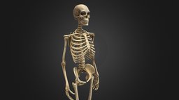 Human Skeleton high detailed