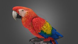 High Detailed red Parrot