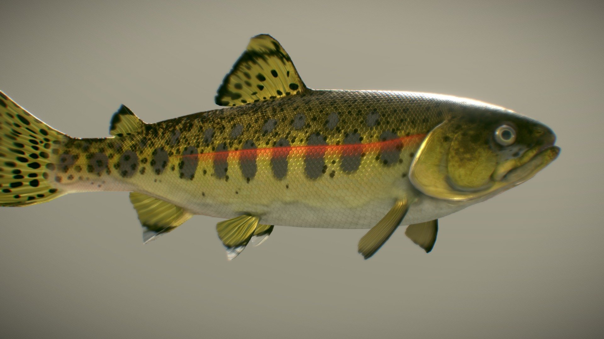 Golden Trout 3d model