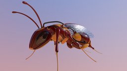 Robotic Wasp v2