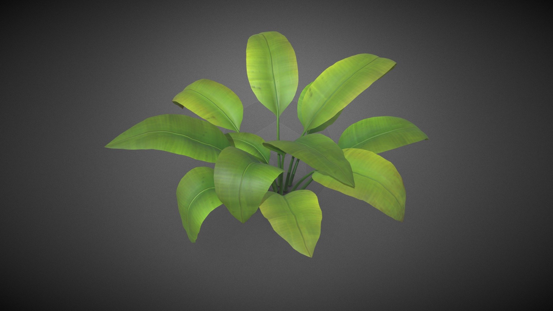 Ferns shrub flower 3d model