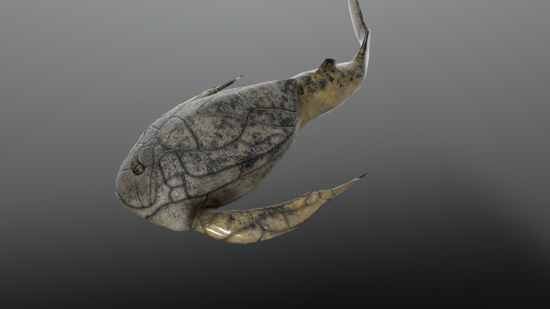 Bothriolepis canadensis 3d model