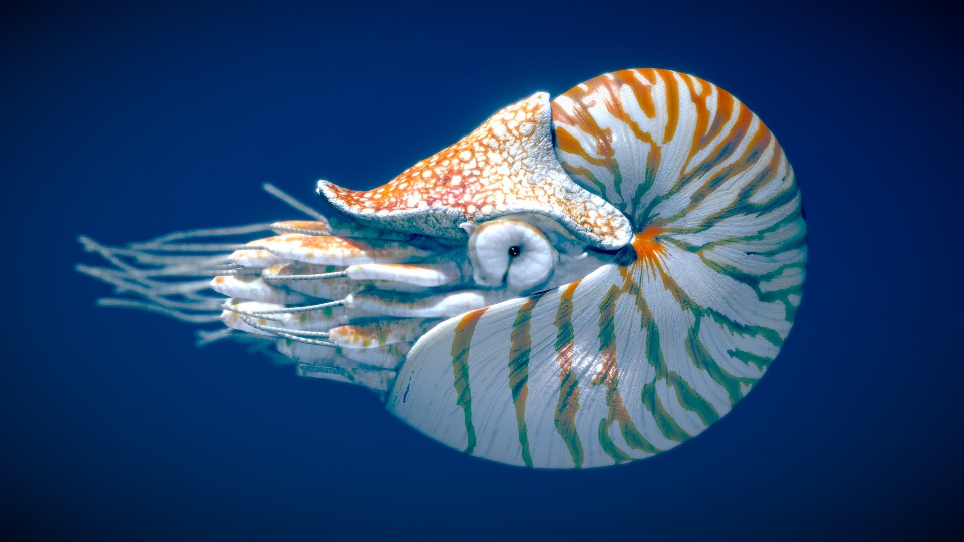 Chambered Nautilus 3d model