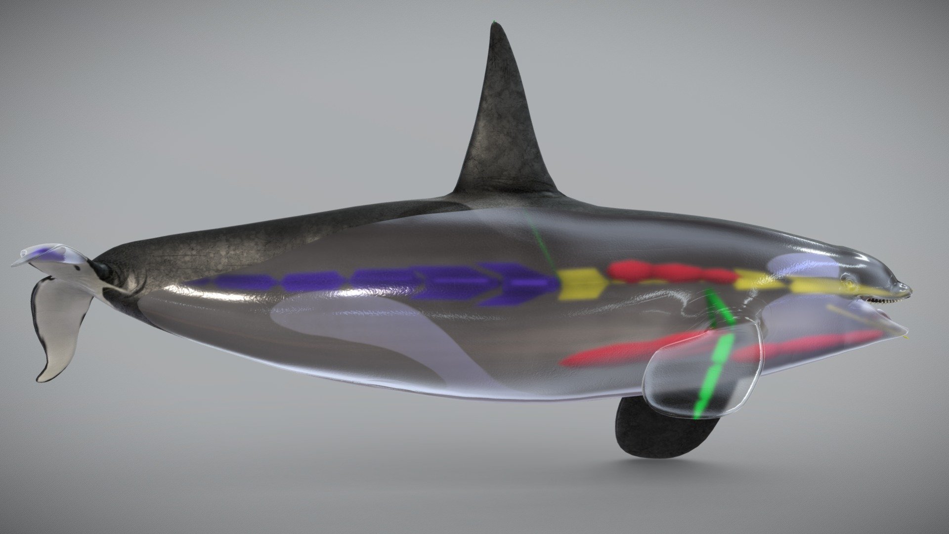 CG Skeleton of the Killer whale 3d model