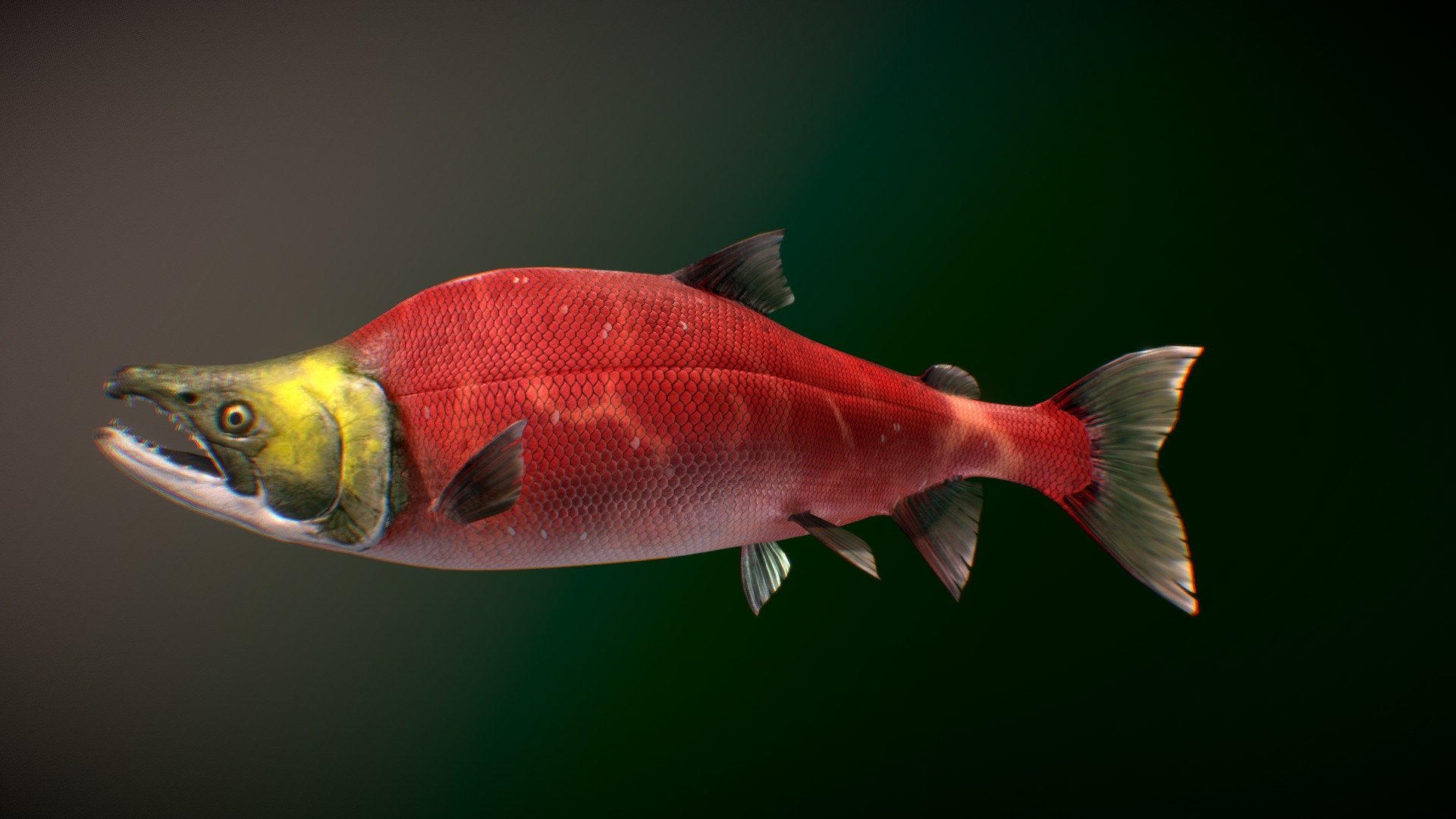 Sockeye Salmon ( Spawning phase ) 3d model