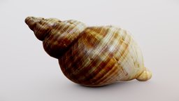 Sea Shell