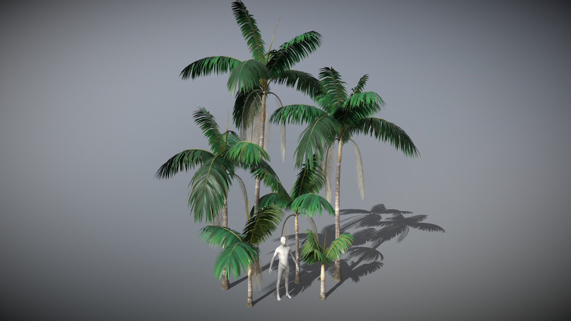 Mauritian Palm Tree Models 3d model