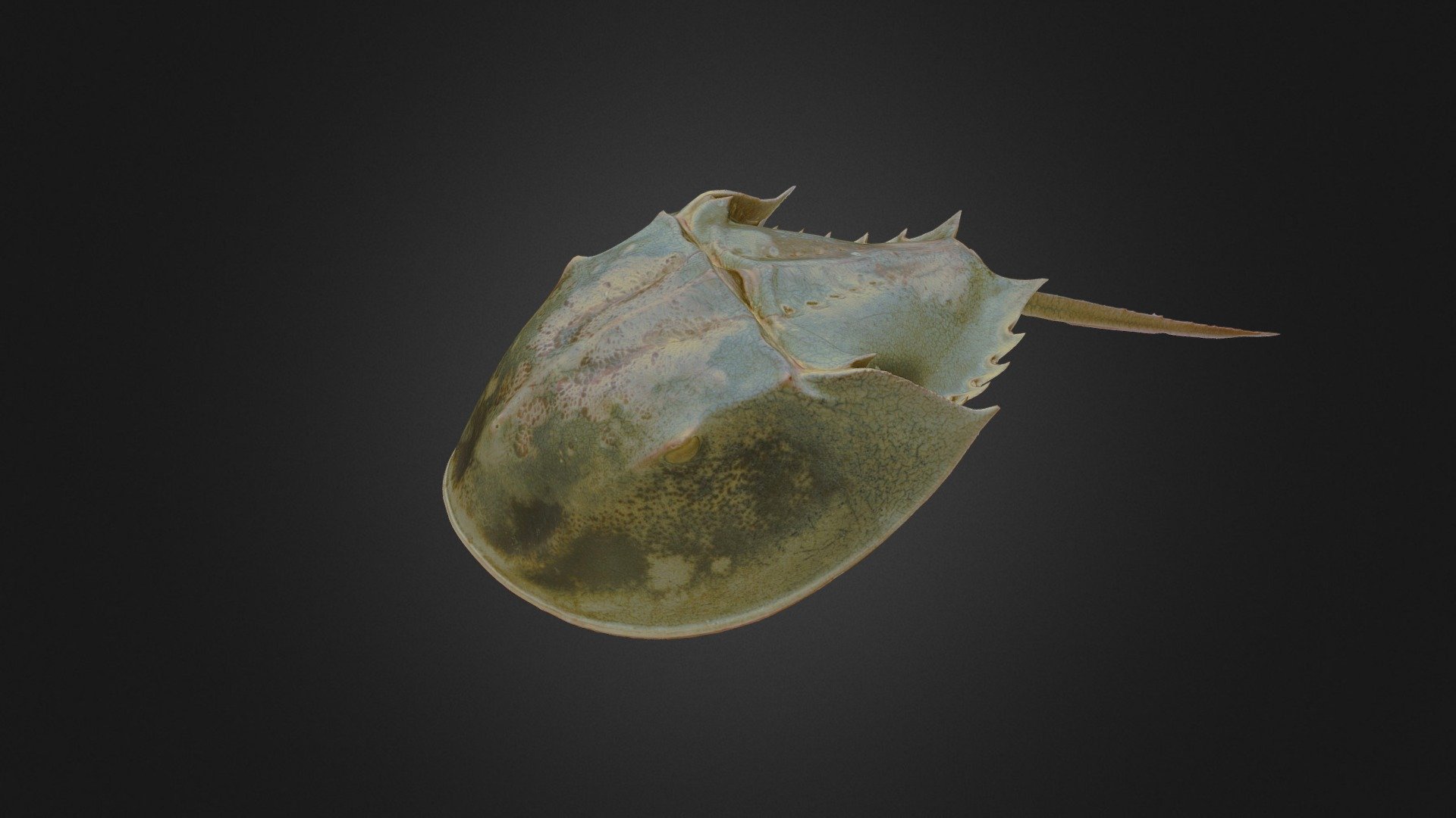 Horseshoe Crab: Bolton Museum Collection 3d model