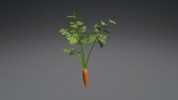 Carrot plant