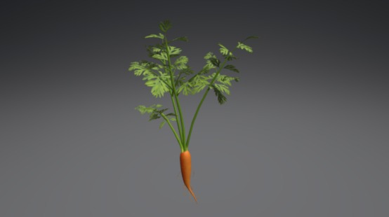 Carrot plant 3d model