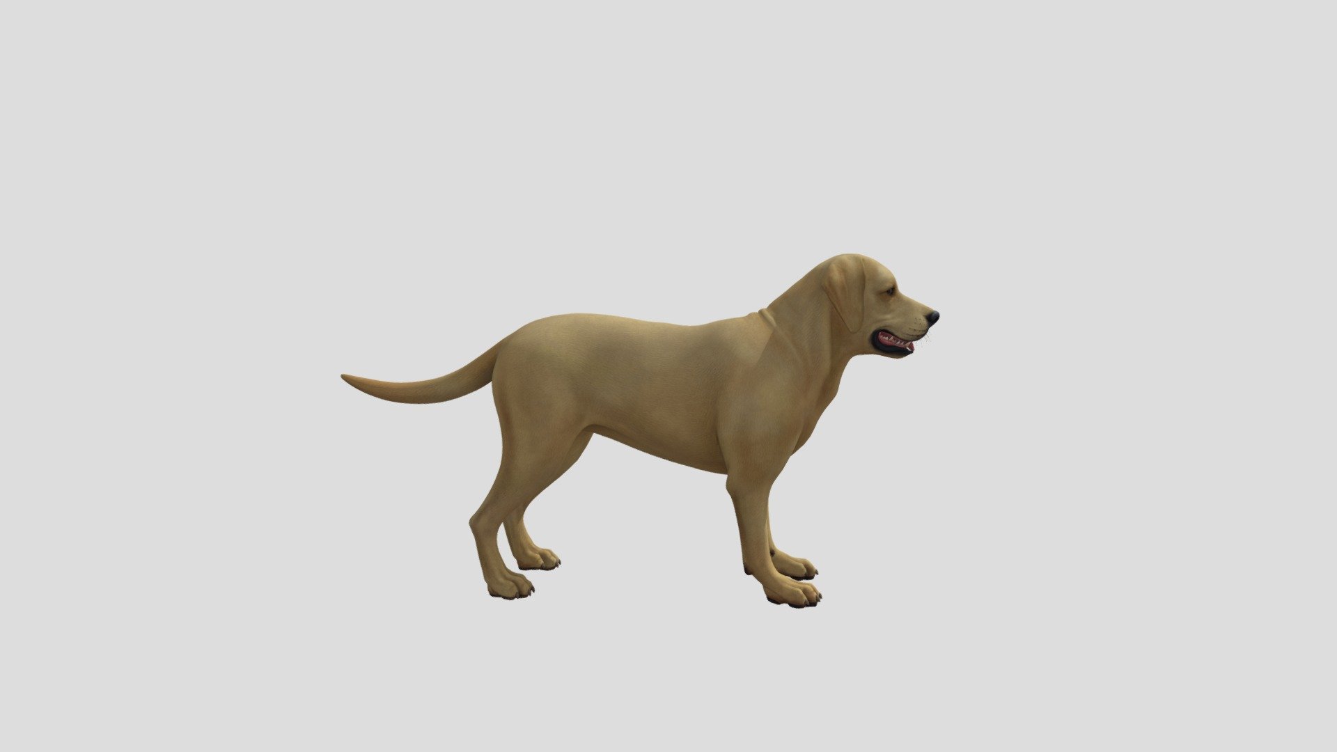 dog 3d model