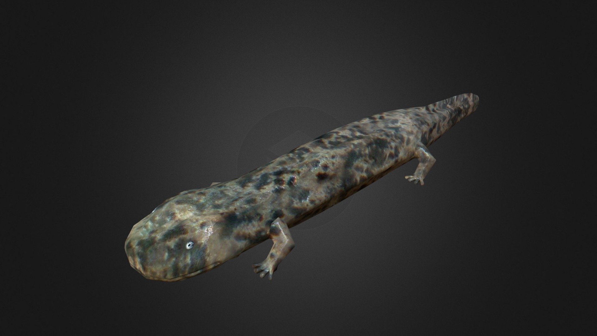 Chinese giant salamander 3d model