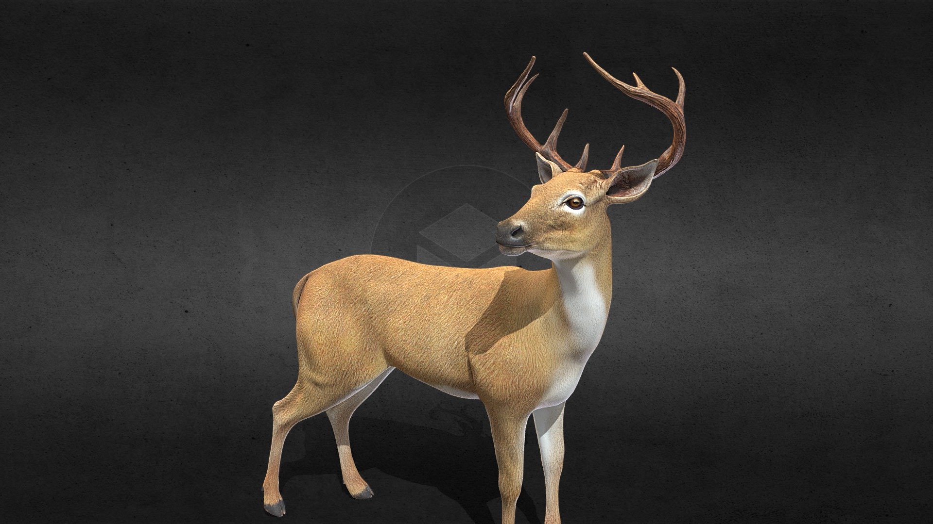 Deer 3d model