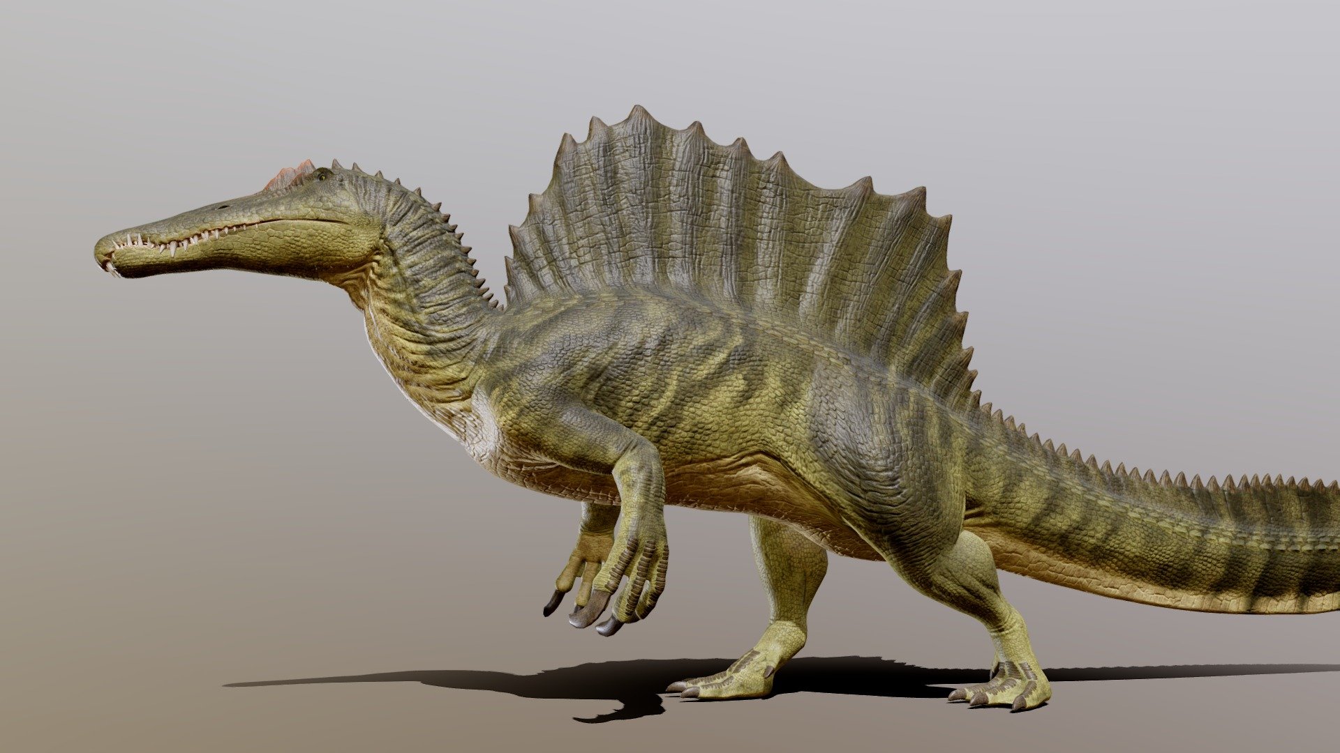 Spinosaurus 3d model