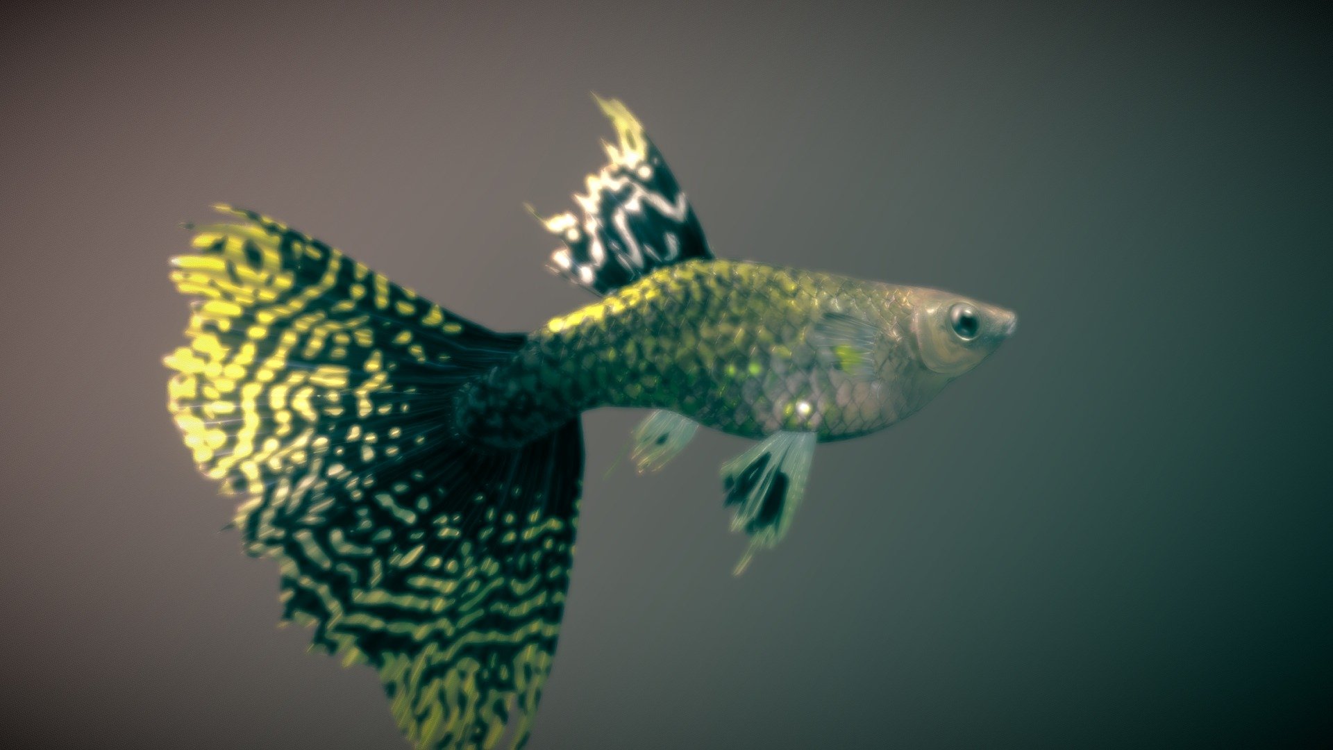 Guppy — Cobra Leopard ♂ 3d model