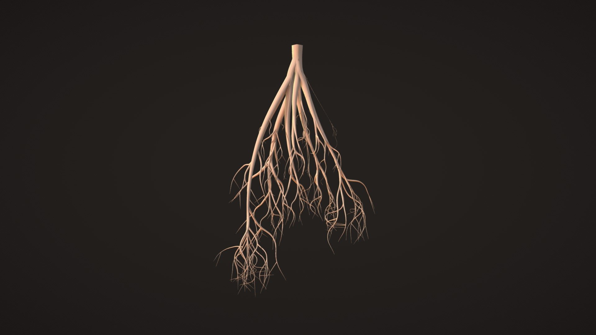 Root of plant 3d model