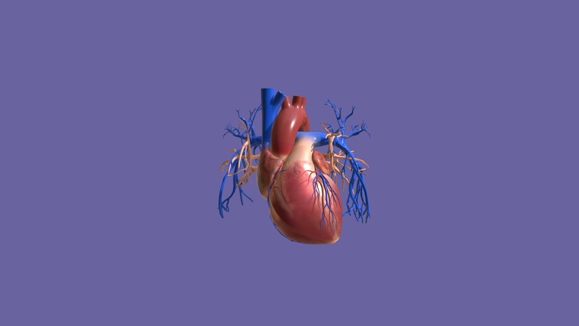 Corazón 3d model