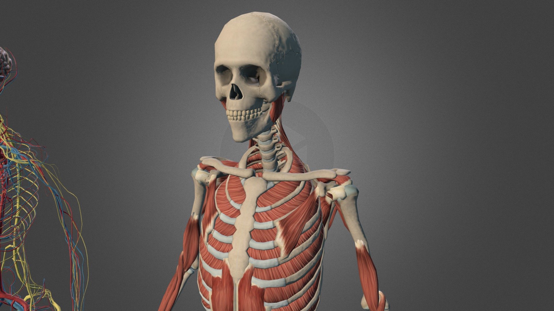 Anatomy 3d model