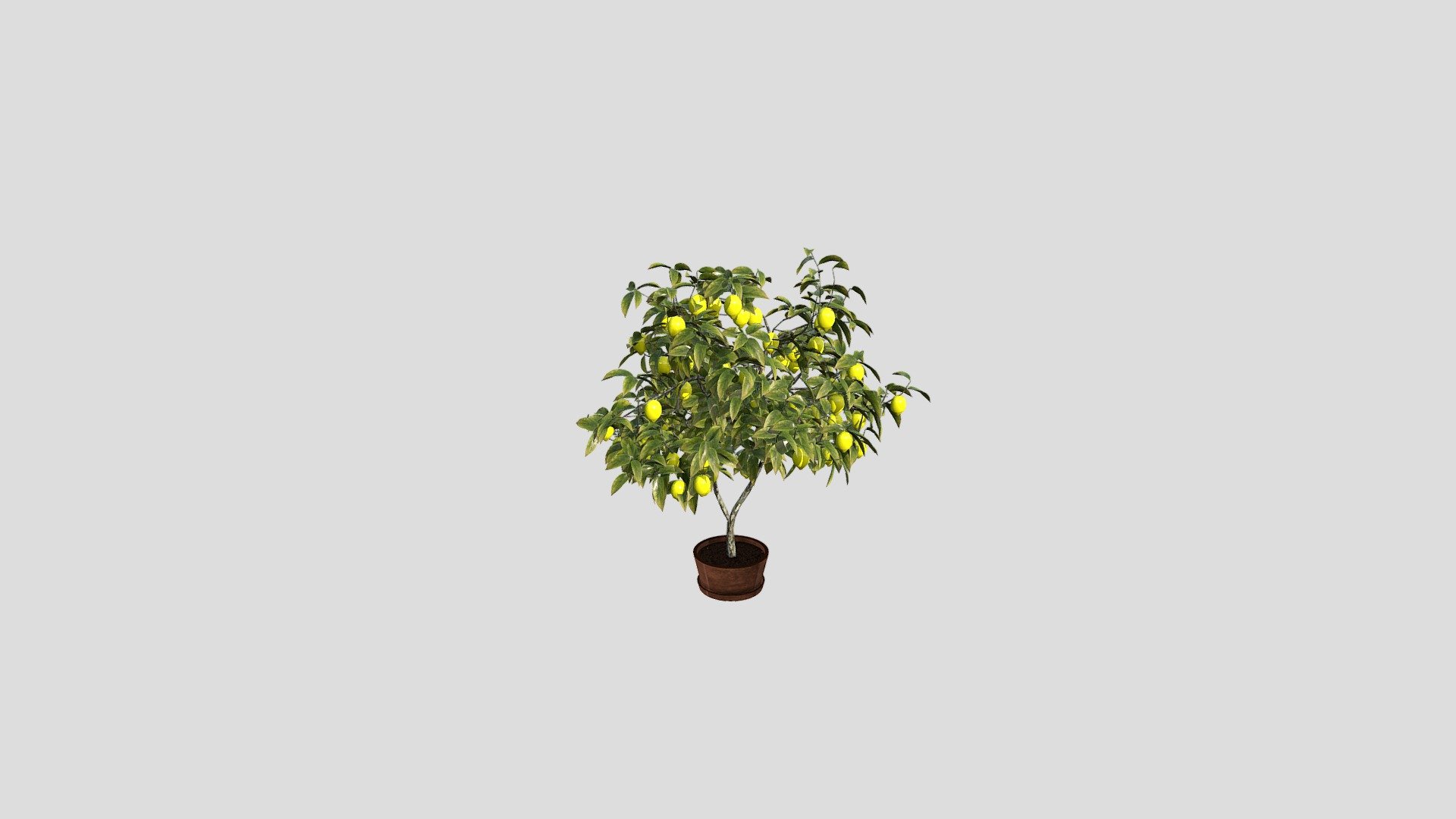 Lemon Tree 3d model